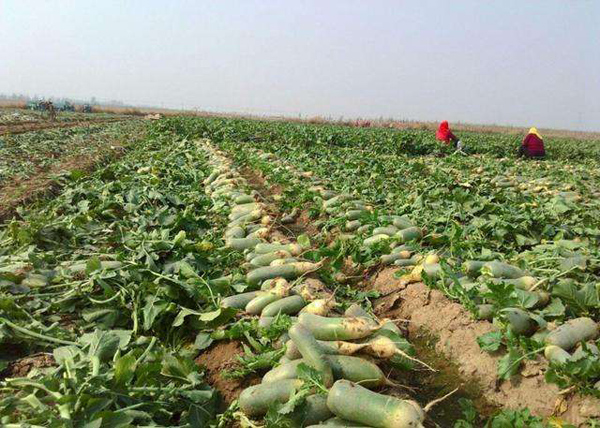 蘿卜怎么種植？蘿卜種植技術