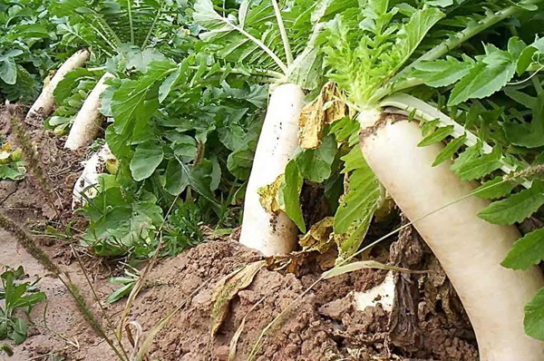 蘿卜怎么種植？蘿卜種植技術